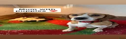Beaglier dogs for sale: Beagle x puppies  in Westhill - Advert 1