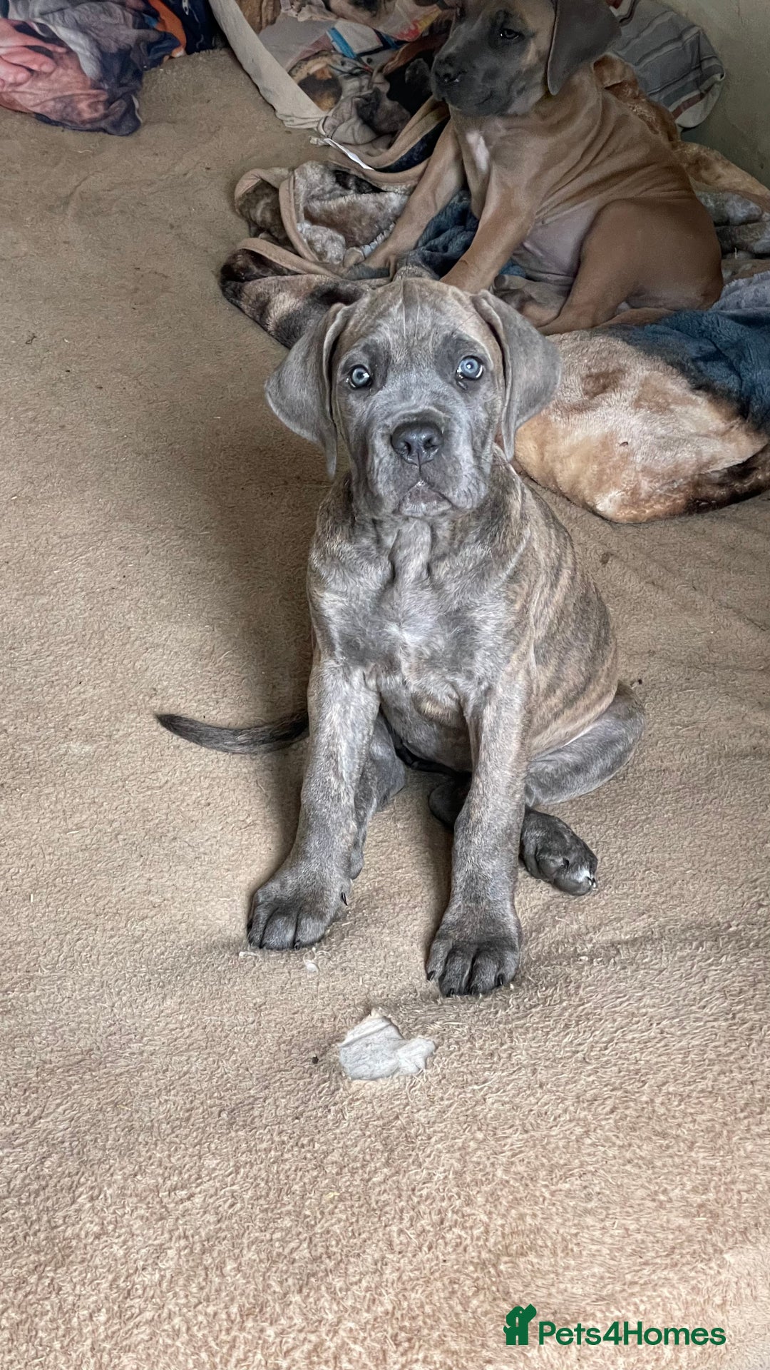 Cane Corso dogs for sale: Cane corso puppies 10 weeks old - Image 15