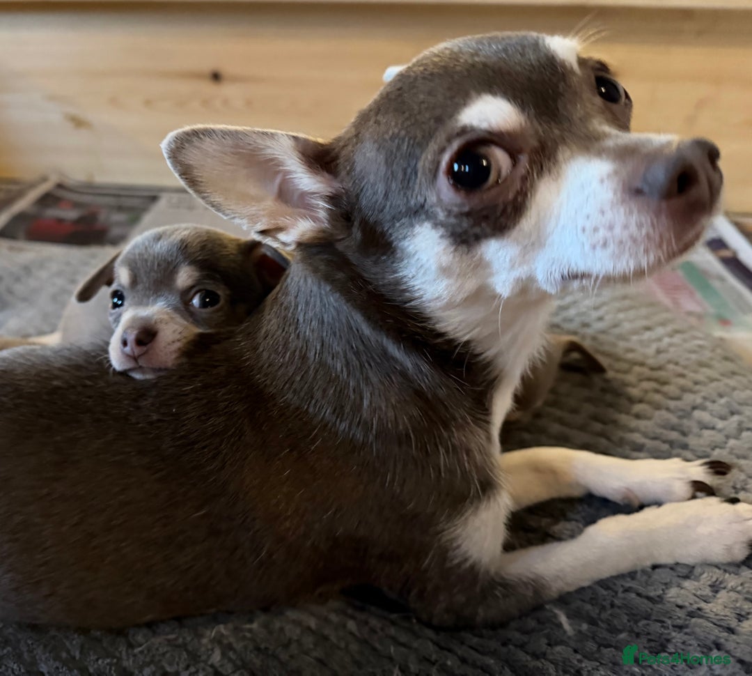 Chihuahua dogs for sale: Stunning Blue & Tan Male Chihuahua puppy - Advert 7