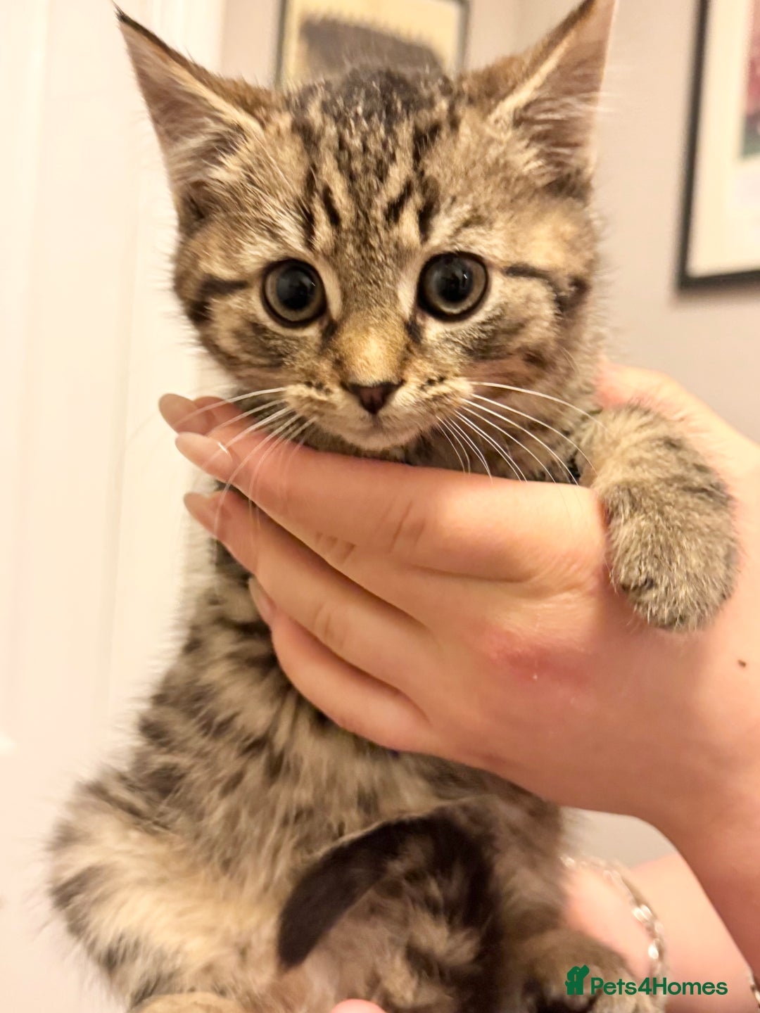 Savannah cats for sale: Stunning Savannah Cross kittens, ready now - Advert 7