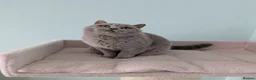 British Shorthair cats for sale: GCCF CHAMPION LILAC BRITISH SHORTHAIR  - Advert 3