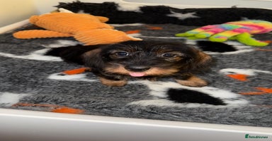 Dachshund dogs 🩷💙Stunning KC Wire haired Dachshunds🩷💙 - Advert 3