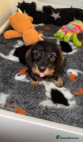 Dachshund dogs 🩷💙Stunning KC Wire haired Dachshunds🩷💙 - Advert 3