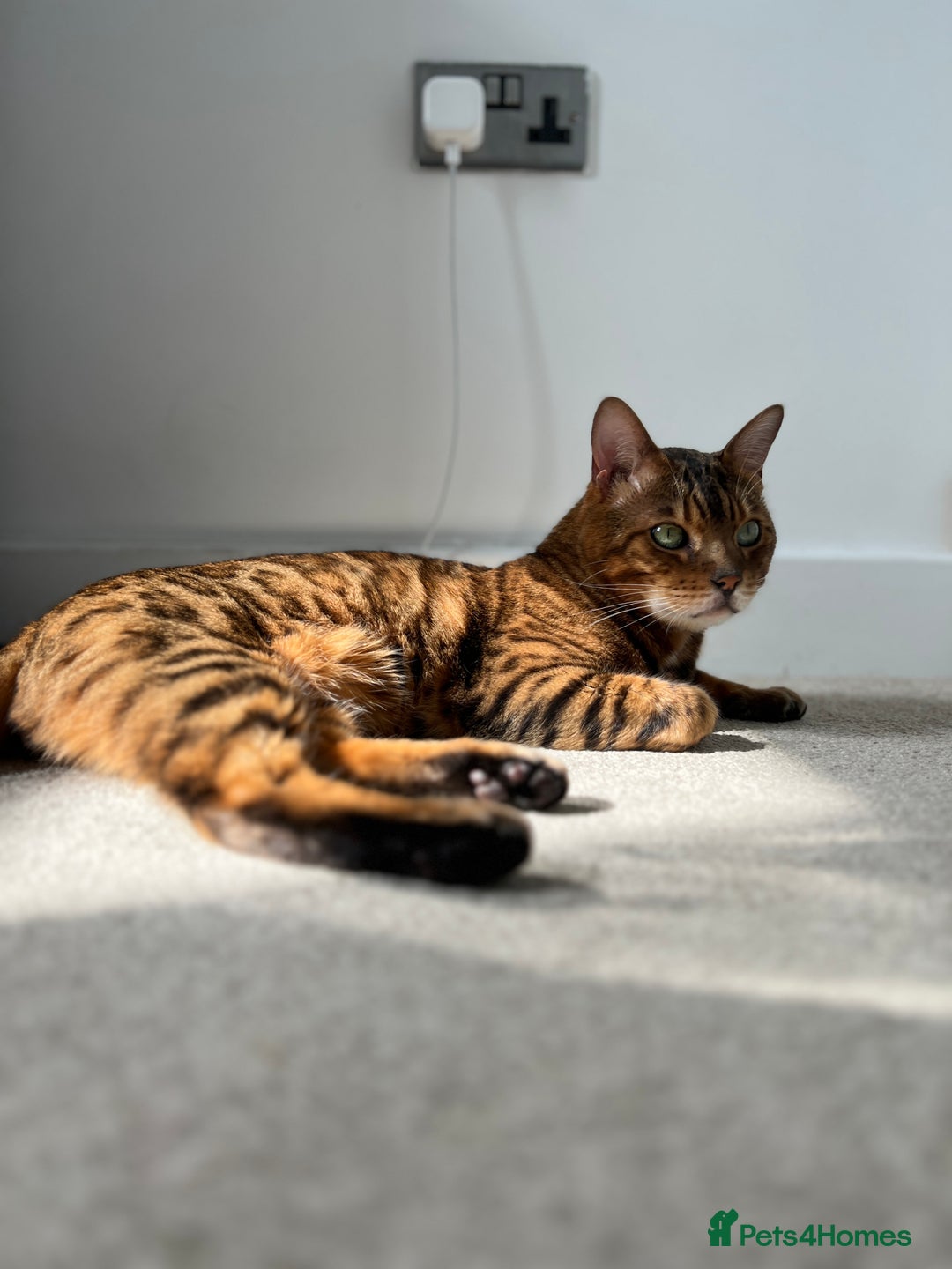 Bengal cats for sale: Loving male Bengal cat - Advert 2