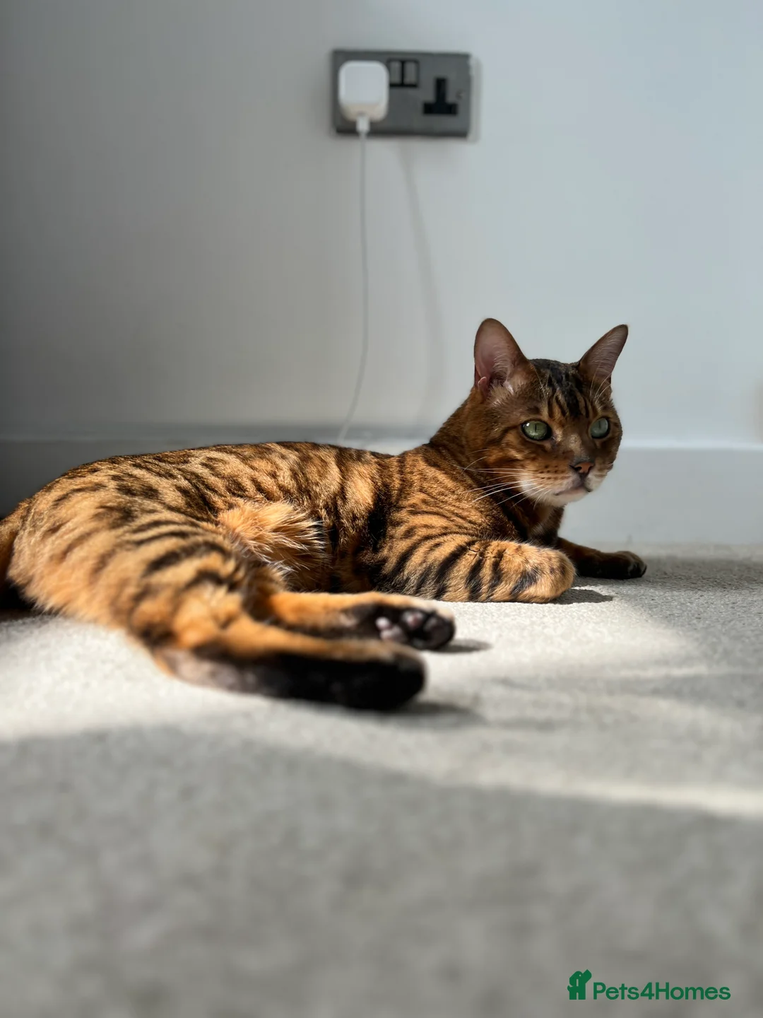 Bengal cats for sale: Loving male Bengal cat - Advert 2
