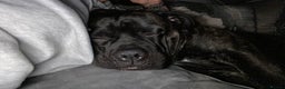 Cane Corso dogs for sale: Bruno  - Advert 18