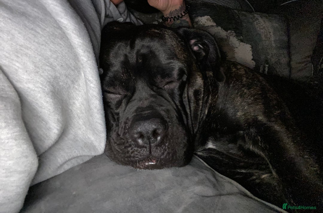 Cane Corso dogs for sale: Bruno  - Advert 18