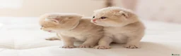 British Shorthair cats for sale: Golden Blue and Golden BSH kittens - Advert 2