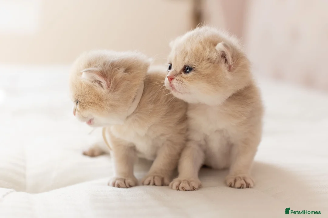 British Shorthair cats for sale: Golden Blue and Golden BSH kittens - Advert 2