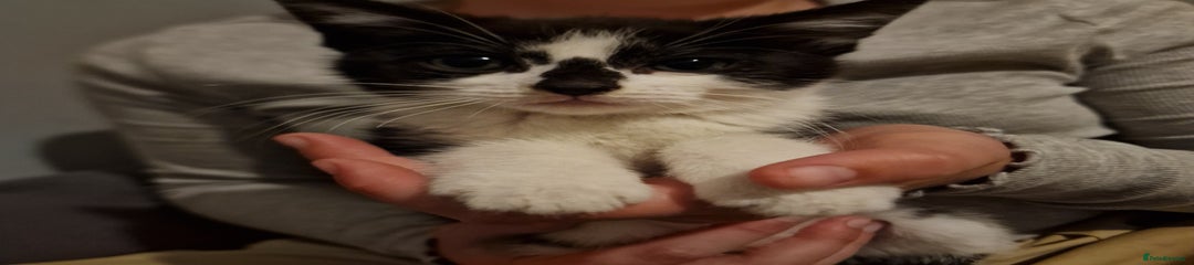 Domestic Shorthair Kitten 1