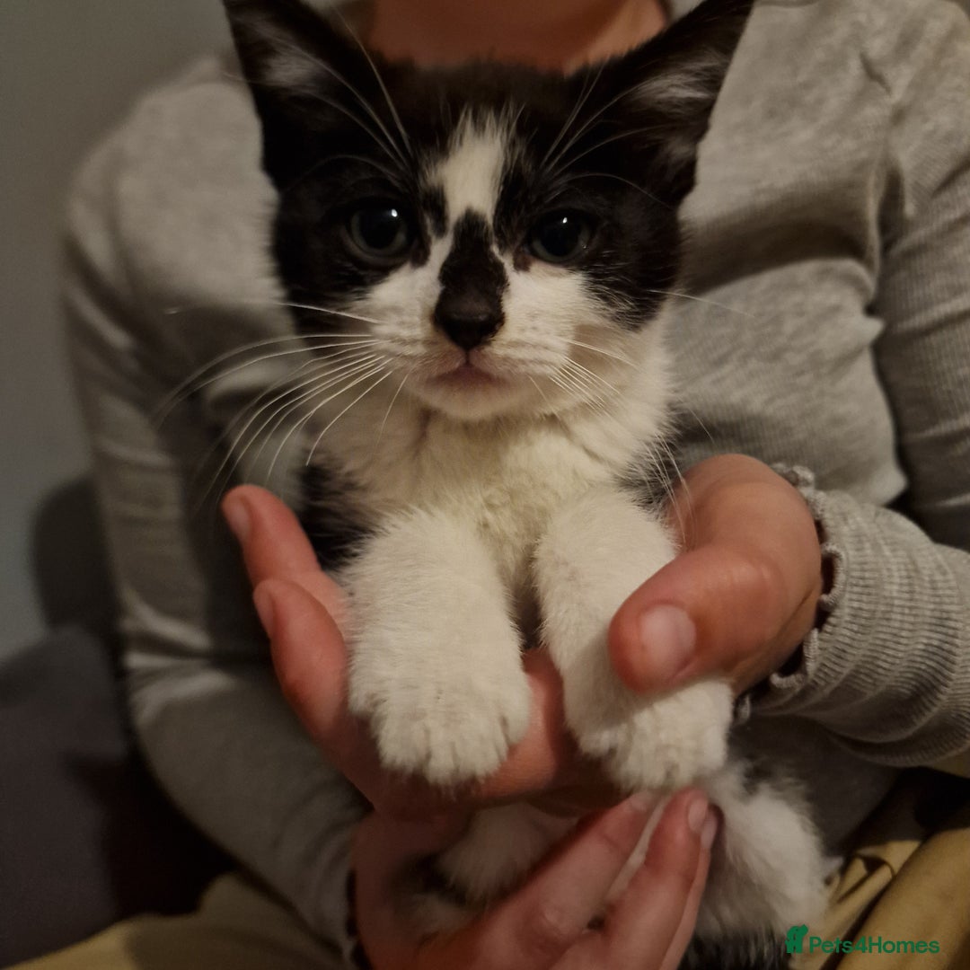 Domestic Shorthair cats for sale: 3 kittens all male.2x all black 1x black and white - Image 2