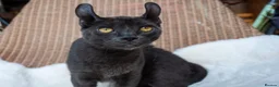 Sphynx cats for sale: Stunning sphinx kittens  - Advert 2