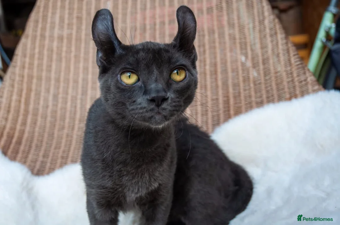 Sphynx cats for sale: Stunning sphinx kittens  - Advert 2