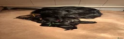 Cocker Spaniel dogs for sale: 4 beautiful cocker spaniel girls left for sale  - Advert 5