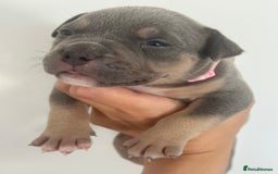 American Bully dogs for sale: Pocket Bullies ( not banned breed) - Image 24