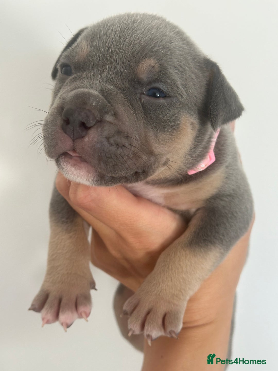 American Bully dogs for sale: Pocket Bullies ( not banned breed) - Image 24