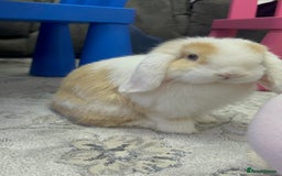 Mini Lop rabbits for sale: Female mini lop  - Image 6