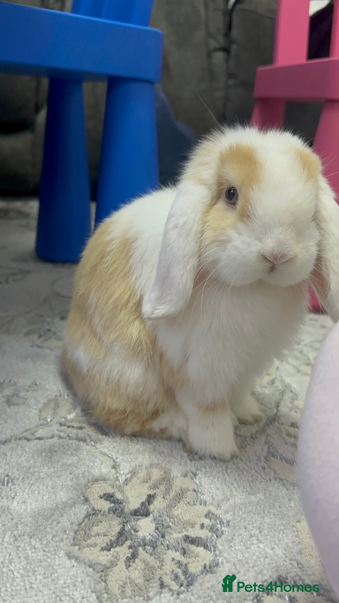 Mini Lop rabbits for sale: Female mini lop  - Image 6