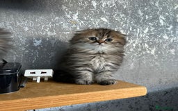Scottish Fold cats for sale: Scottish Fold Long Hair Kittens/ 2 female 2 boy - Image 17