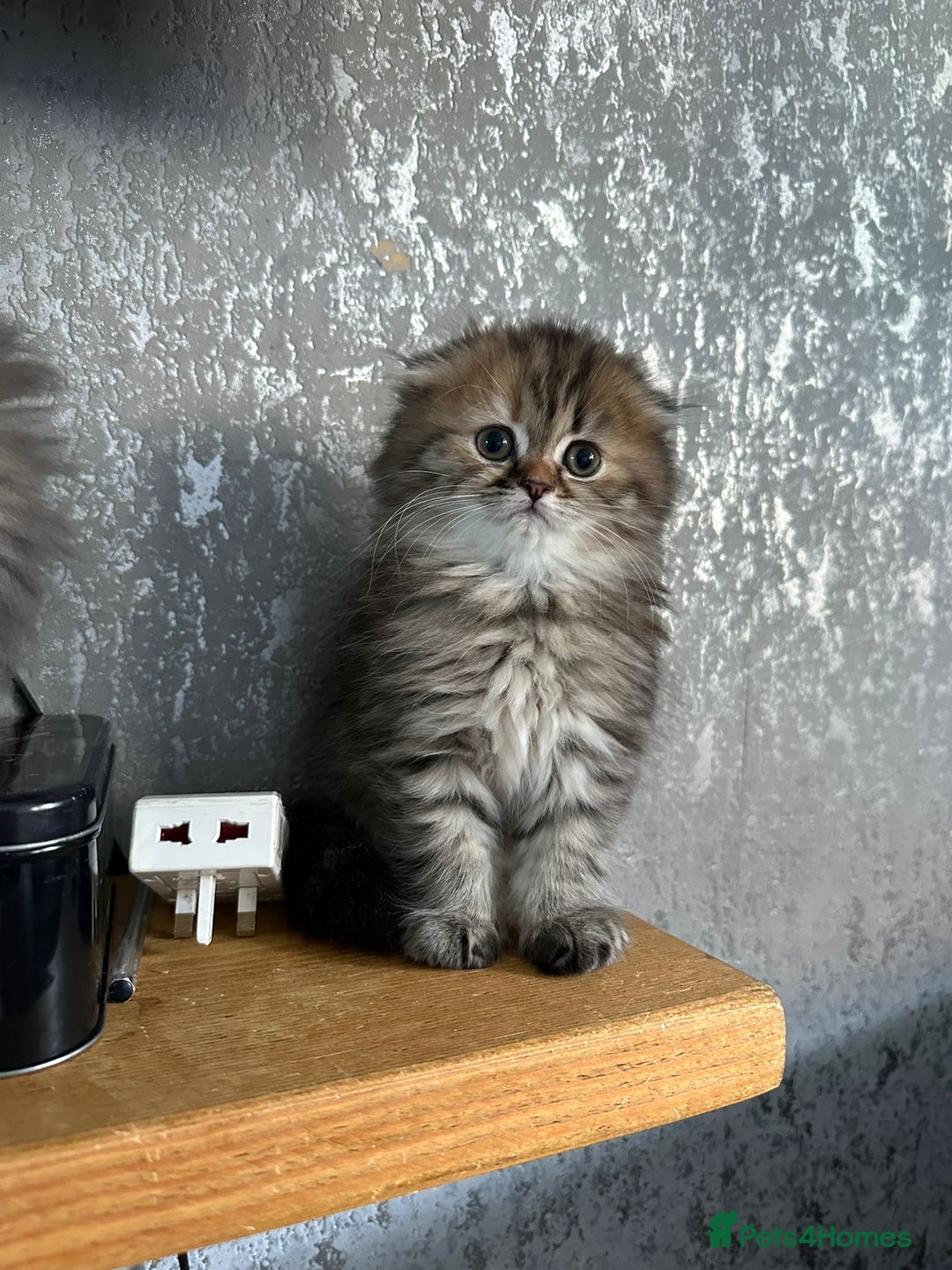 Scottish Fold cats for sale: Scottish Fold Long Hair Kittens/ 2 female 2 boy - Image 17