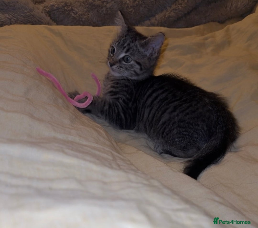 Maine Coon cats for sale: Maincoon/russian blue kitten  - Advert 1