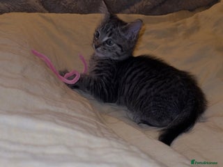 Maine Coon cats Maincoon/russian blue kitten - Advert 2