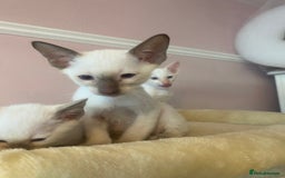 Siamese cats for sale: 🤩🐱Beautiful Siamese kittens for sale🐱⚡️ - Image 9