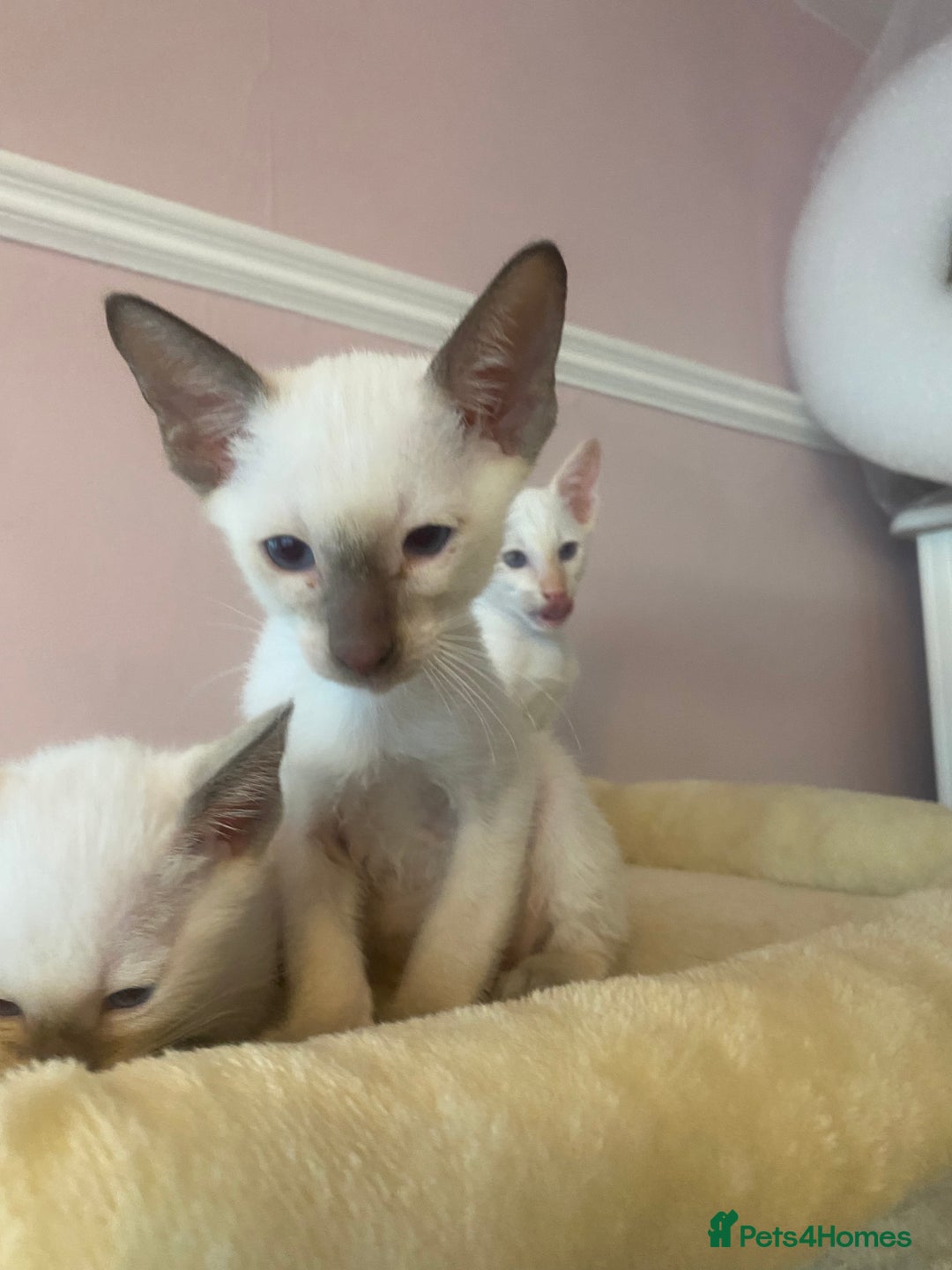 Siamese cats for sale: 🤩🐱Beautiful Siamese kittens for sale🐱⚡️ - Image 9