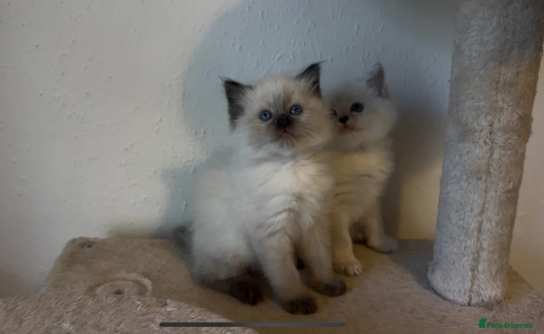 Persian cats for sale: Persian-Ragdoll Kittens - Affectionate and Fluffy - Advert 2