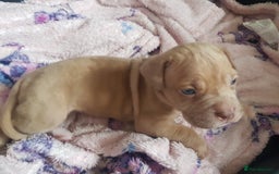 Mixed Breed dogs for sale: 5 cane corso mix puppies - Image 15