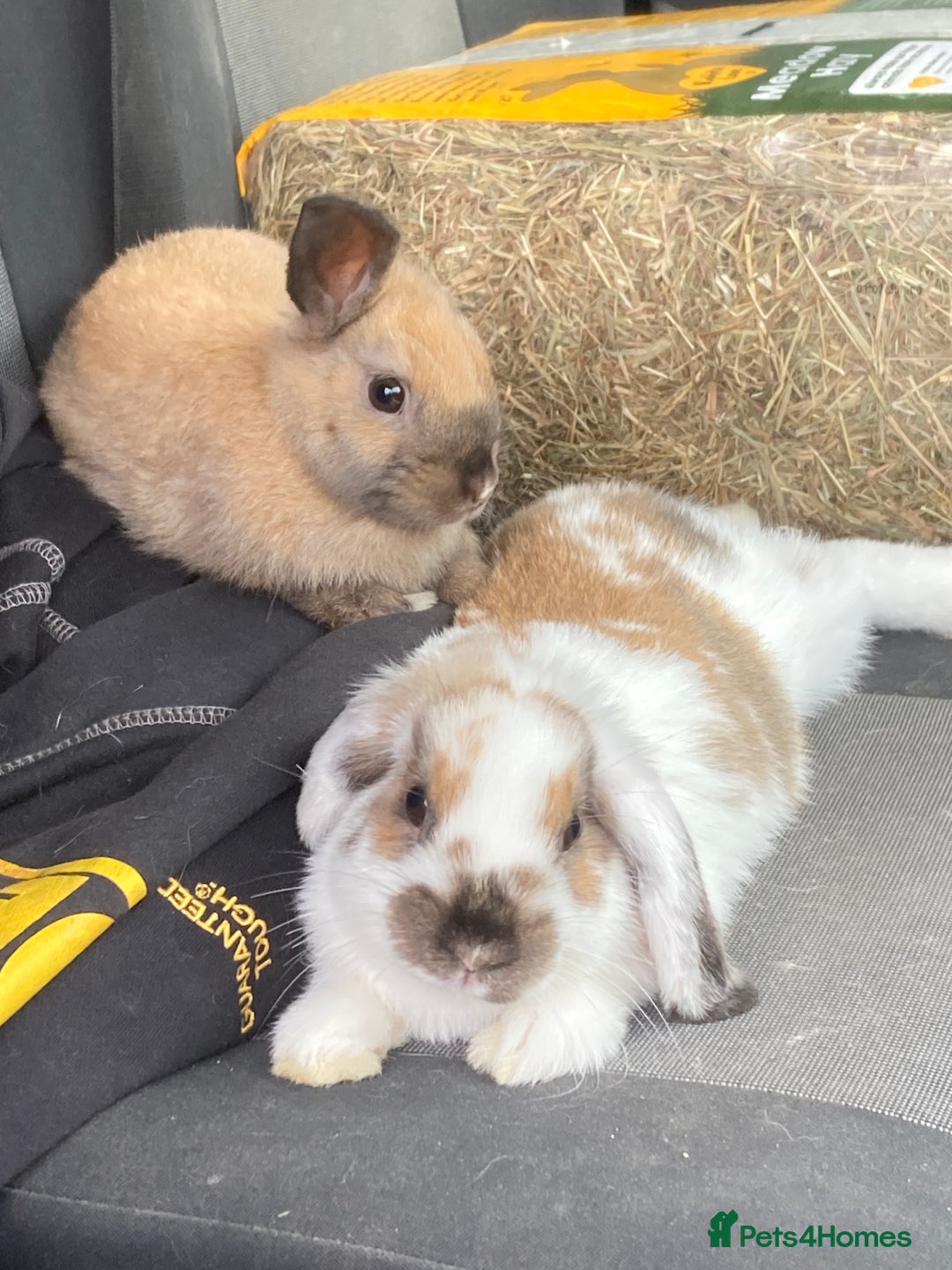 Dwarf Lop rabbits for sale: Two females  - Image 2