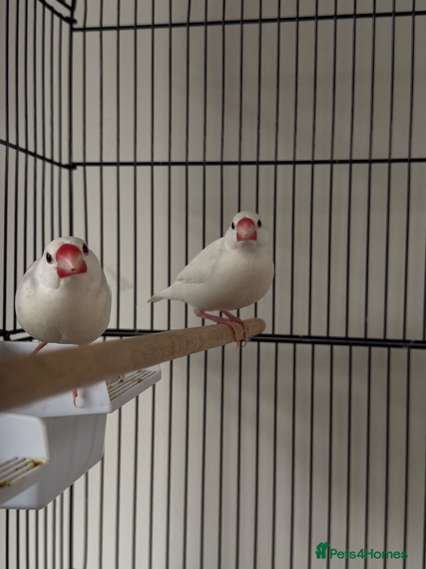Finches birds Two Java sparrow birds  - Advert 1