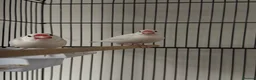 Finches birds for sale: Two Java sparrow birds  in Sheffield - Advert 1