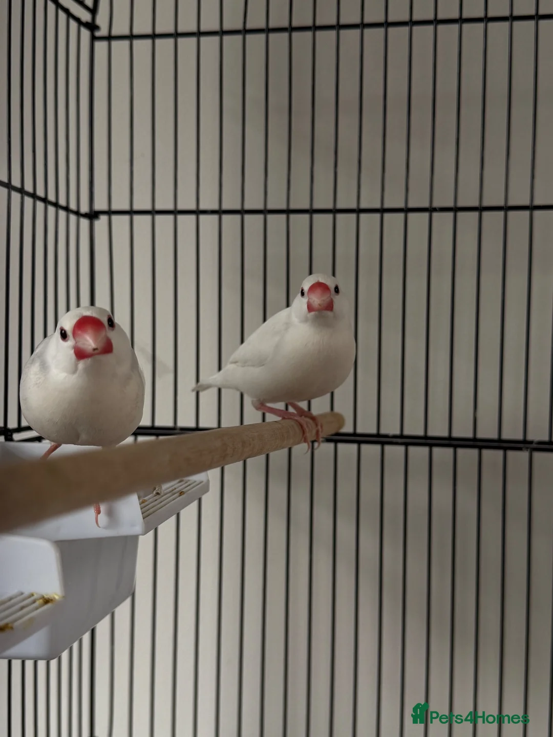 Finches birds for sale: Two Java sparrow birds  in Sheffield - Advert 1