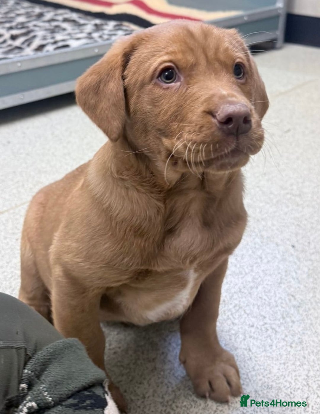 Cockerdor dogs for sale: Two beautiful Labrador x cocker spaniel puppies   - Advert 4