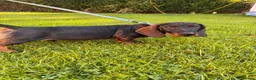 Dachshund dogs for sale: Teckel Arthur  - Advert 5