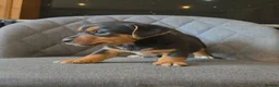 Jack Russell dogs for sale: Traditional Working Jack Russell Pups  - Advert 11