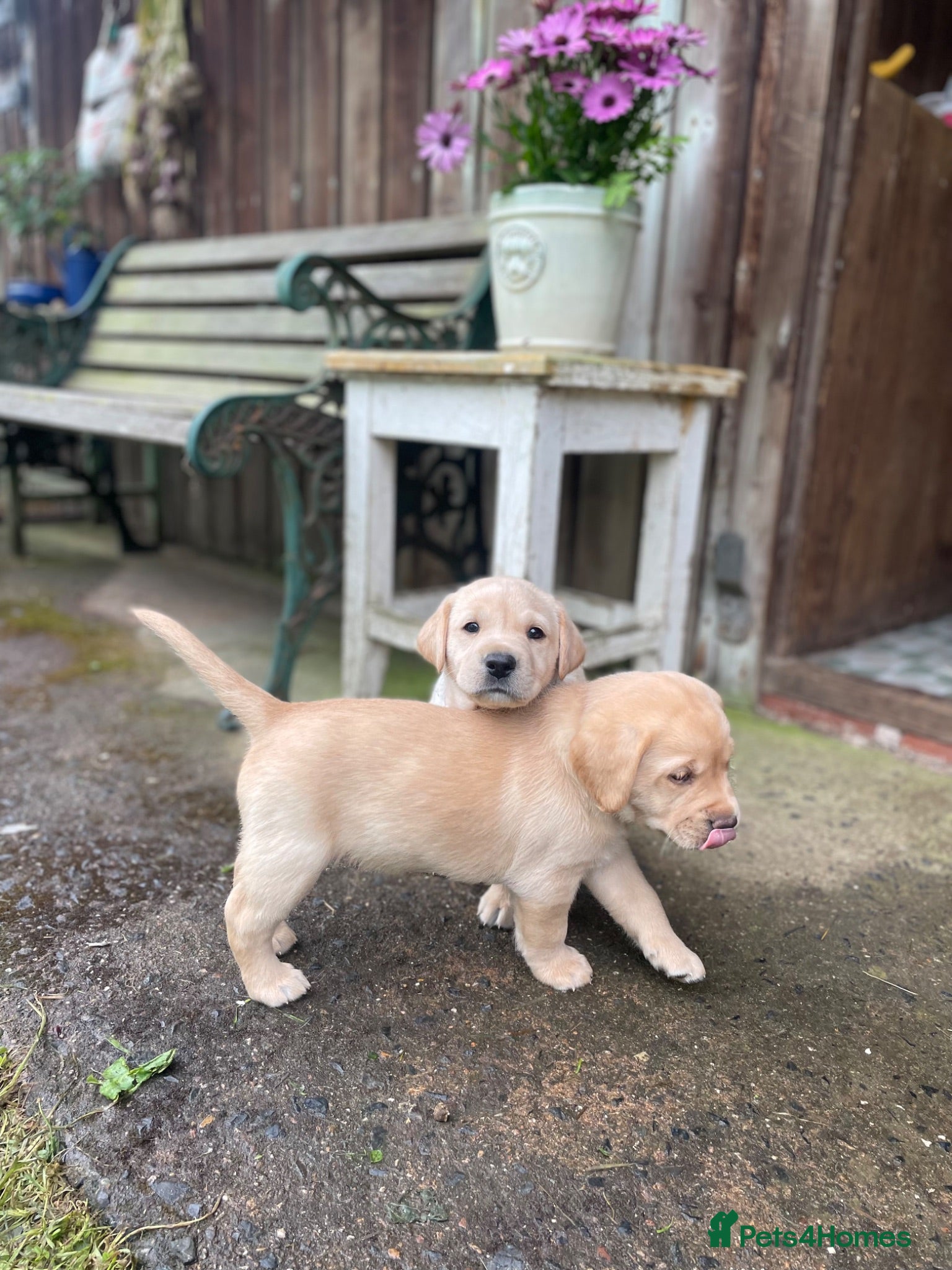Labrador Retriever dogs Both parents Fully health checked - KC Registered - Advert 17