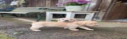 Labrador Retriever dogs for sale: Both parents Fully health checked - KC Registered - Advert 5