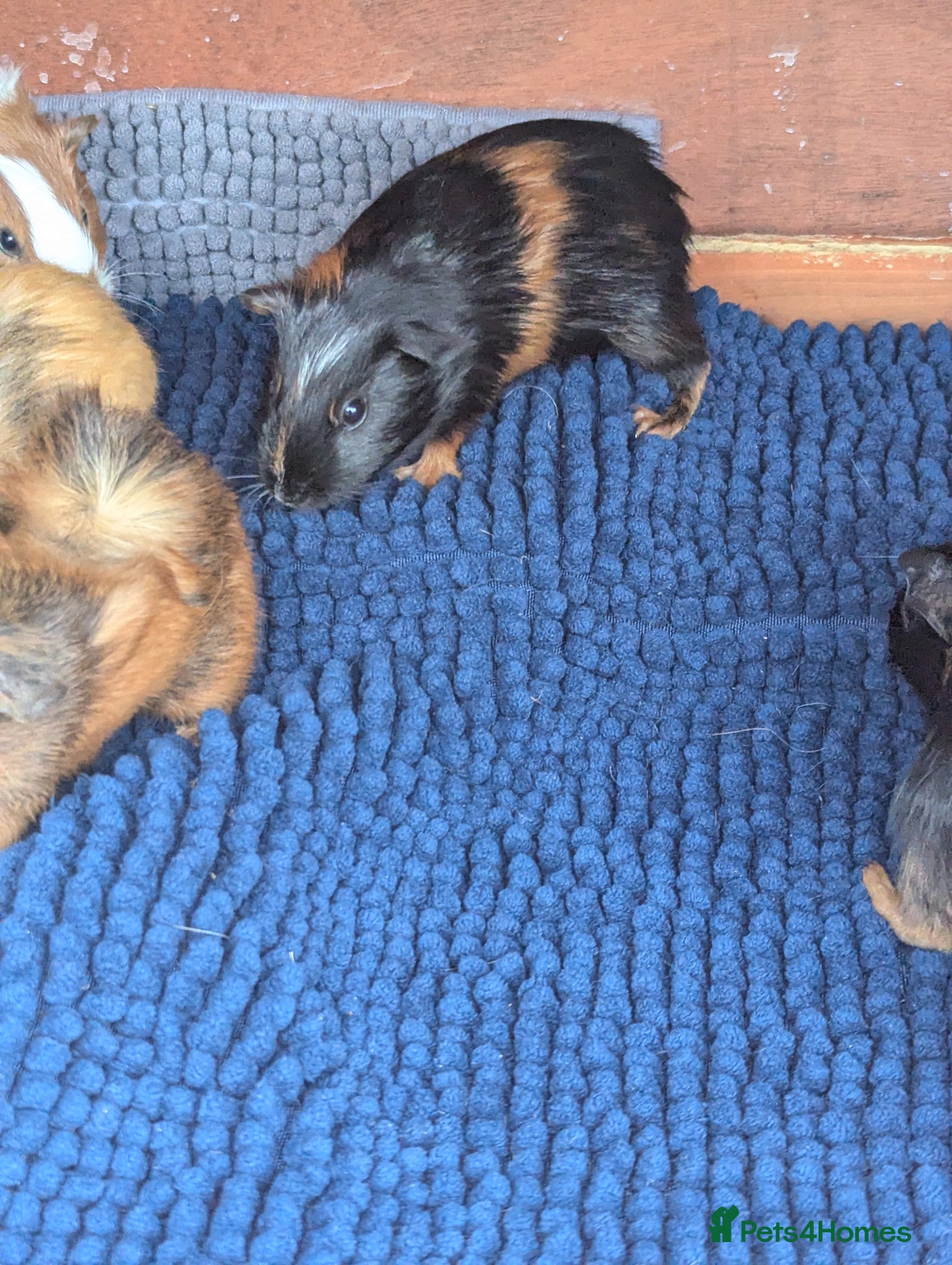 Guinea Pig rodents for sale: Beautiful mixed litter of baby guinea piggies. - Advert 4