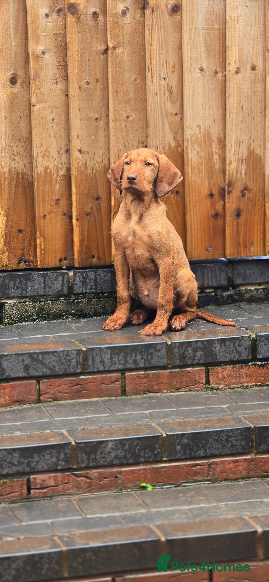 Hungarian Vizsla dogs for sale: Champion Bred HWV Puppies - Advert 4