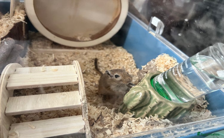 Gerbil rodents - Advert 1