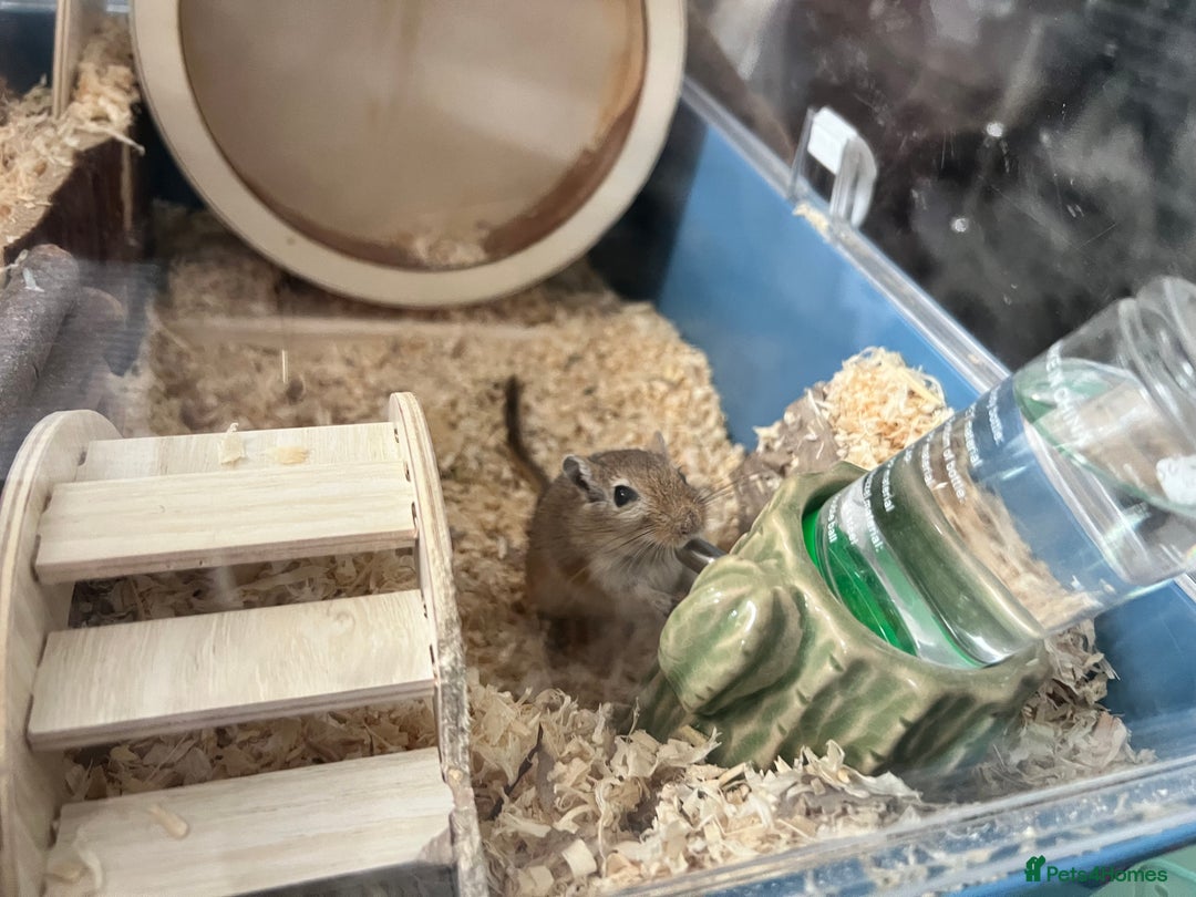 Gerbil rodents for sale: 2 Male gerbils ( 4 months old )  - Image 1