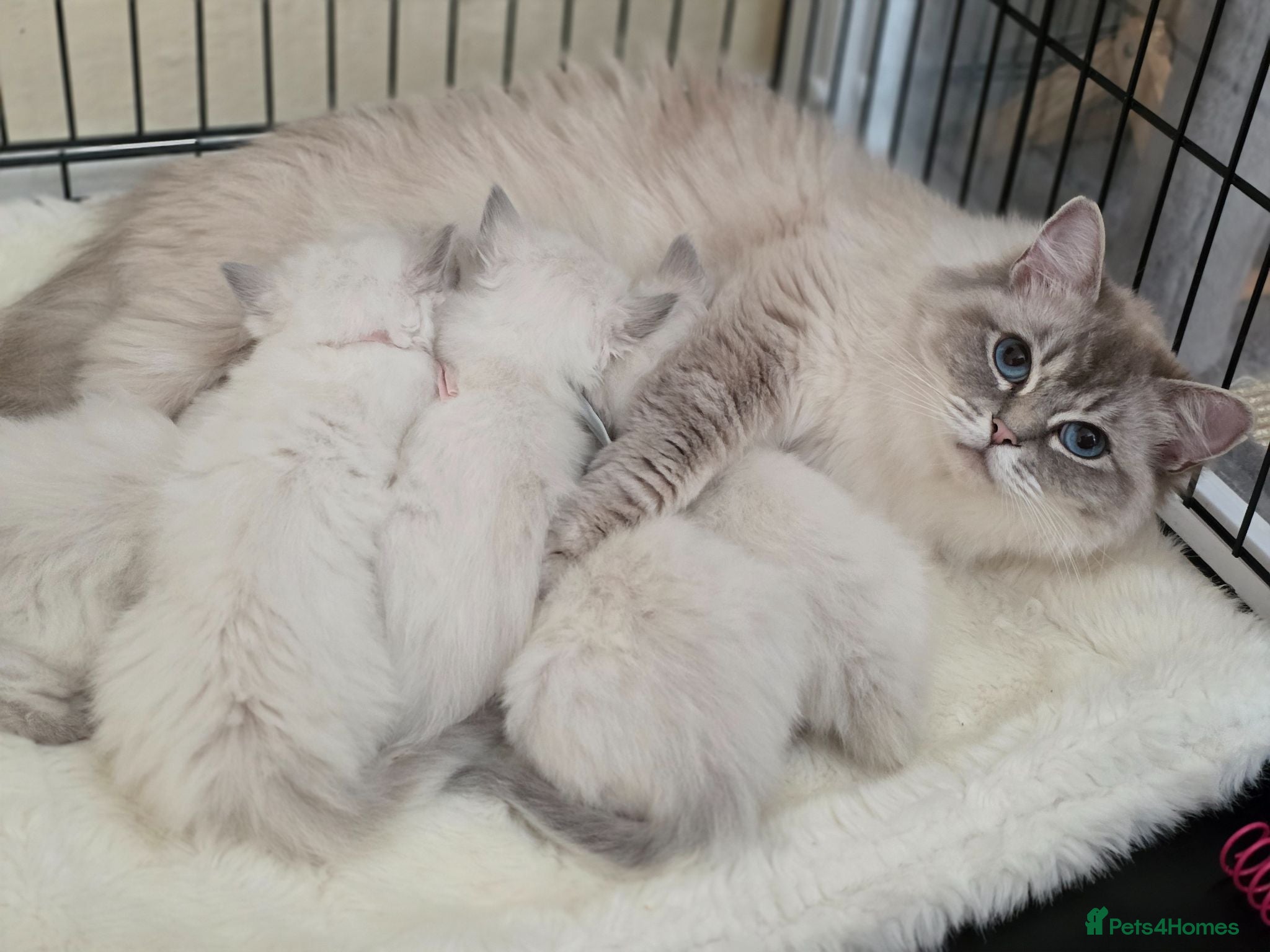Ragdoll cats GCCF gorgeous Ragdoll kittens  - Advert 17