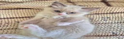 Ragdoll cats for sale: Ragdoll kittens are looking for forever home - Advert 4
