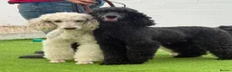 Standard Poodle dogs for sale: Amazing standard poodle babies - Advert 10