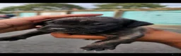 Presa Canario dogs for sale: Presa canario puppies in Solihull - Advert 2