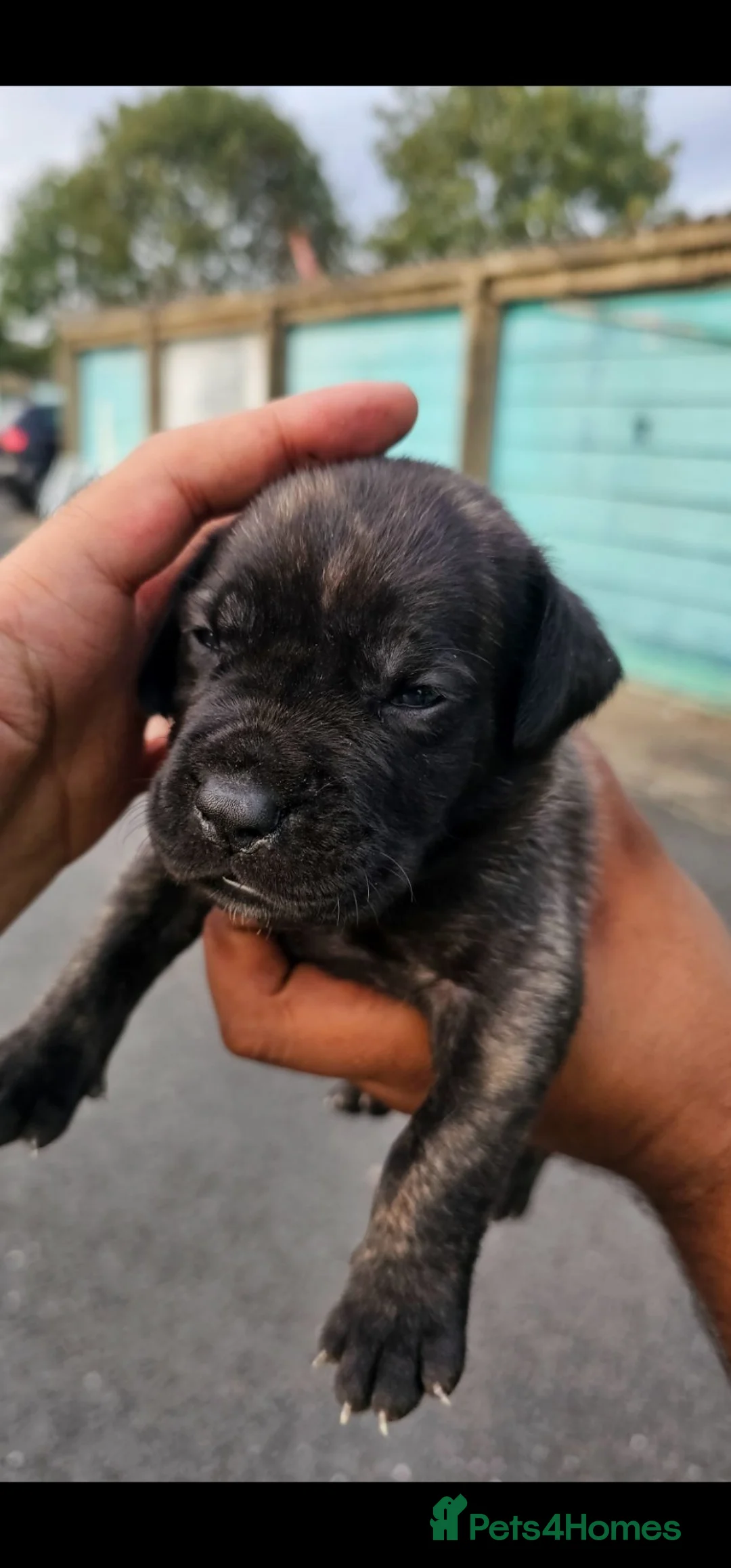 Presa Canario dogs for sale: Presa canario puppies in Solihull - Advert 2