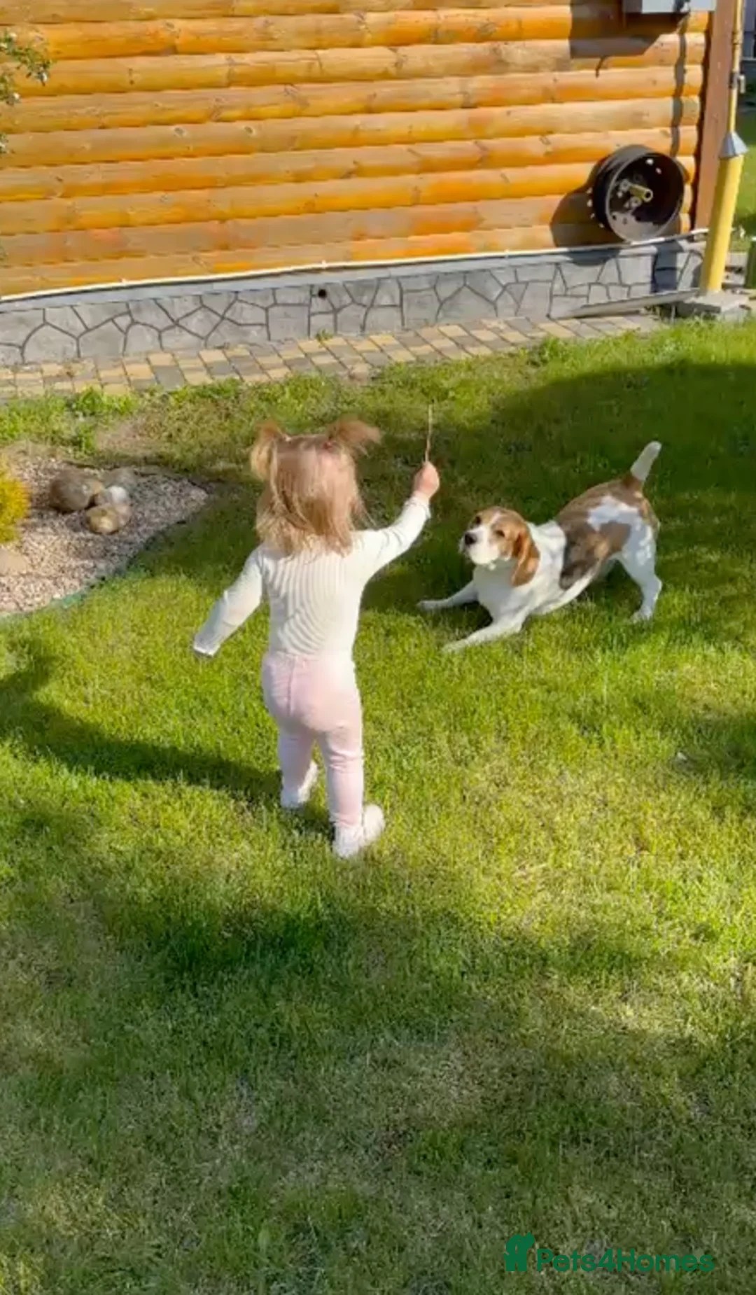 Beagle dogs for adoption: 🐾 LINDA – Beagle - Advert 2