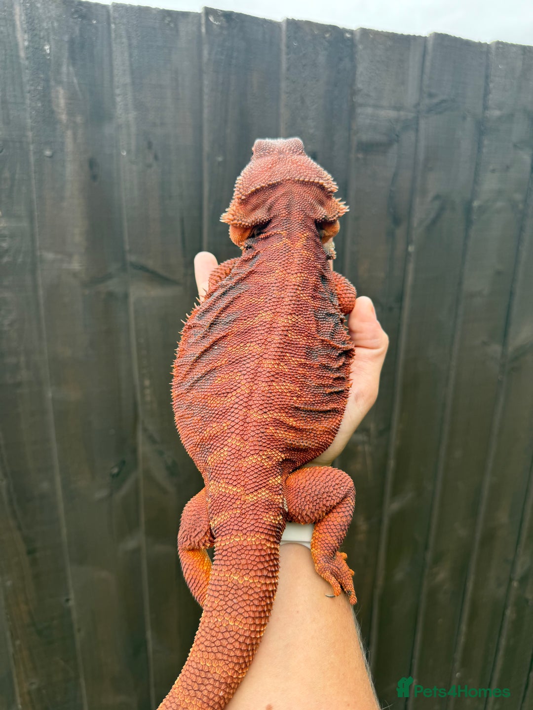 Bearded Dragon reptiles for sale: Insane Red Monster Bearded Dragon - Image 4